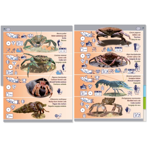 LIVRE PICTOLIFE MAREE BASSE ATLANTIQUE EST Immergeable 4 LIVRE PICTOLIFE MAREE BASSE ATLANTIQUE EST Immergeable – Image 2